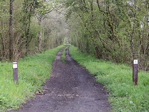 vue sur un chemin de forêt